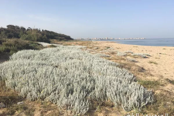 Al-Abbasiya Natural Beach Reserve gallery