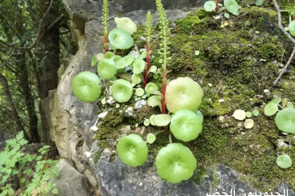 Wadi Zebqine Nature Reserve gallery