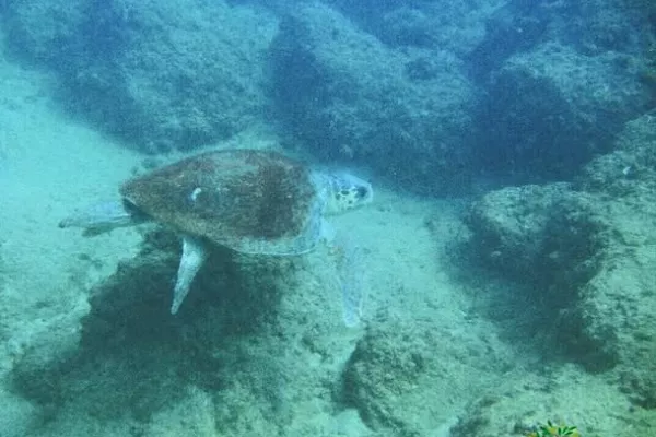 Adloun Beach Classified Among the Nine Highest-Priority Sea Turtle Nesting Sites on the Lebanese Coast gallery