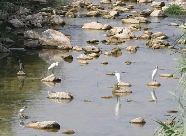 Protection of Migratory Birds