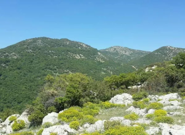 Forests and Woodlands