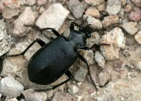 The Black Beetle