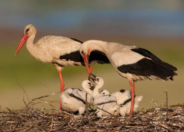 White Stork