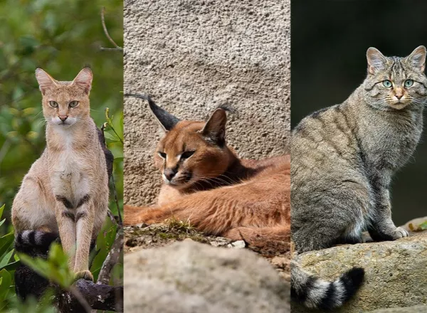 Cat Family (Felidae)