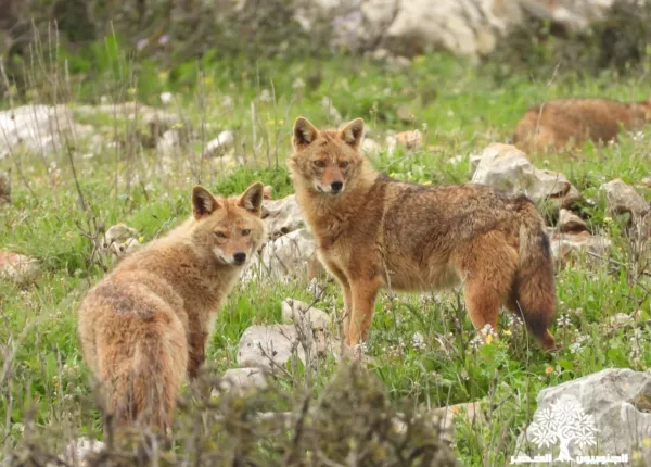 Golden Jackal (Canis aureus)
