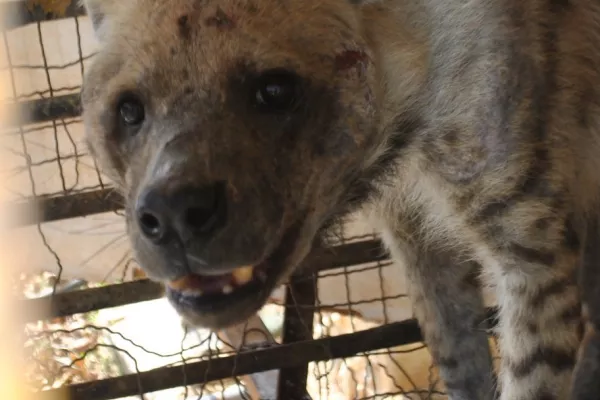 Striped Hyena, Bella gallery