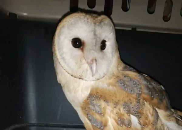 Owl Release at Aytaroun and Maroun al-Ras Reserve