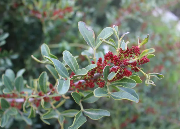 Chios Mastictree (Pistacia lentiscus L.)