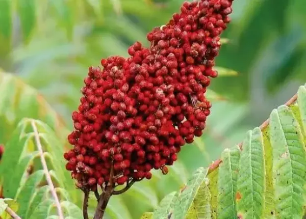 Sicilian Sumac (Rhus coriaria L.)