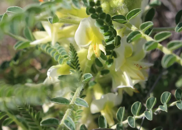 Aleppo Milk-vetch (Astragalus aleppicus Boiss.)