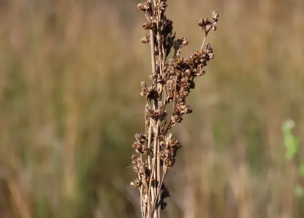 a Rush (Juncus maritimus Lam.)