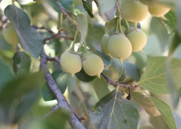 Snowdrop Bush (Styrax officinalis L.)