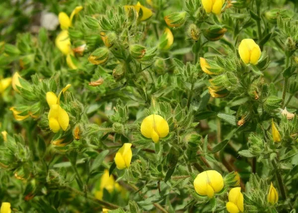 Downy Rest Harrow (Ononis pubescens L.)