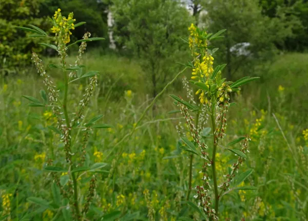 Abyssinian Mustard (Crambe hispanica L.)