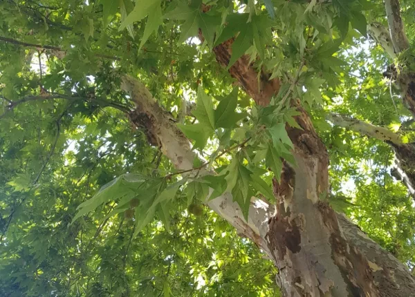 Oriental Plane Tree (Platanus orientalis L.)