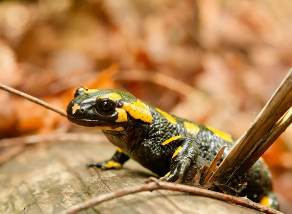 Reptiles & amphibians