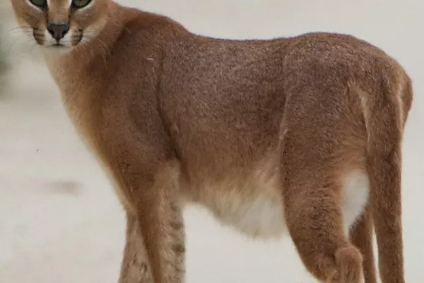 Caracal (Caracal caracal) gallery