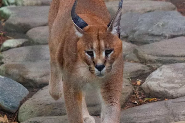 Caracal (Caracal caracal) gallery