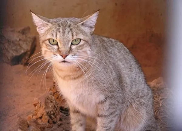 Wild Cat (Felis silvestris tristrami)