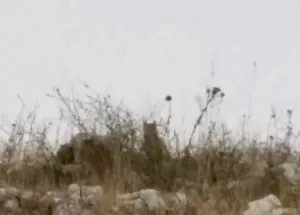 A Wild Cat was observed in the South