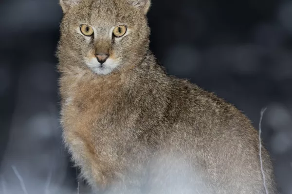 Swamp Cat (Felis chaus) gallery