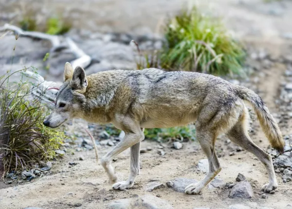 Arabian Wolf (Canis lupus arabs)