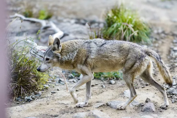 Arabian Wolf (Canis lupus arabs) gallery