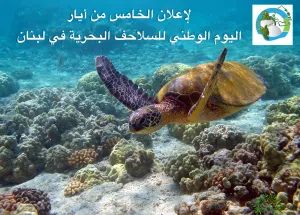 Proposal for National Sea Turtle Day