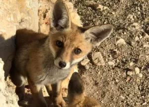 Families in a southern village care for fox dens