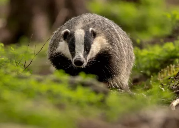 Euraisian Badger (Meles canescens)