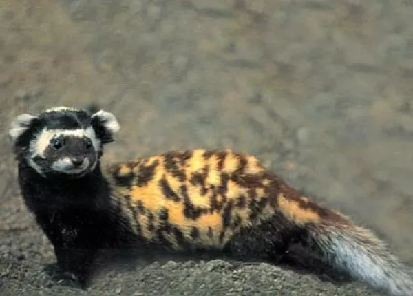 Marbled Polecat (Vormela peregusna)