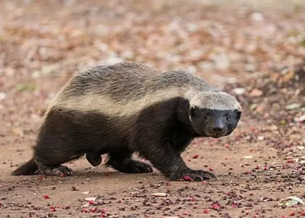 Honey Badger (Mellivora capensis)