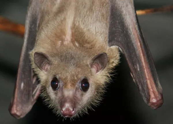 Egyptian Fruit Bat (Rousettus aegyptiacus)
