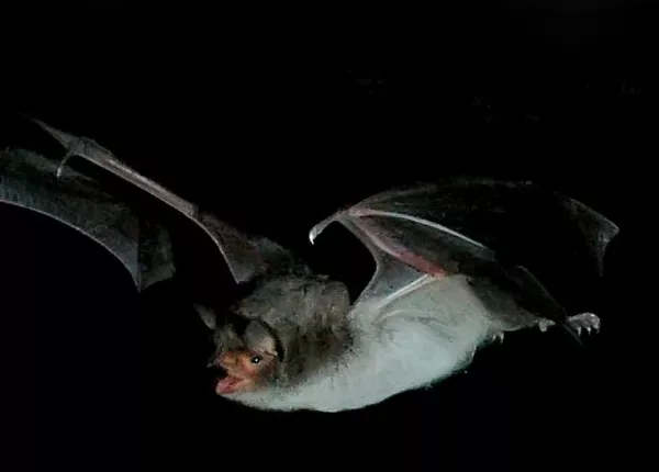 Long-fingered Bat (Myotis capaccinii)