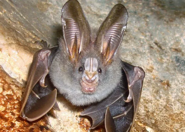 Horseshoe Bats (Rhinolophus sp.)