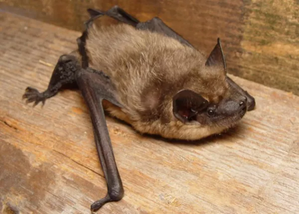Serotine Bat (Eptesicus serotinus)
