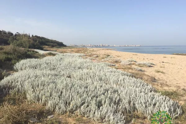 Abbassieh Beach (Baqbouq) Reserve Project gallery