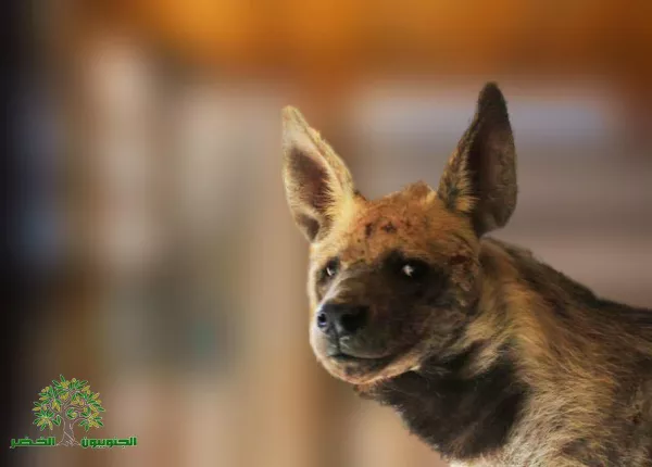 Judicial precedent in the case of the hyena “Bella.”