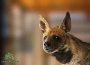 Judicial precedent in the case of the hyena “Bella.”