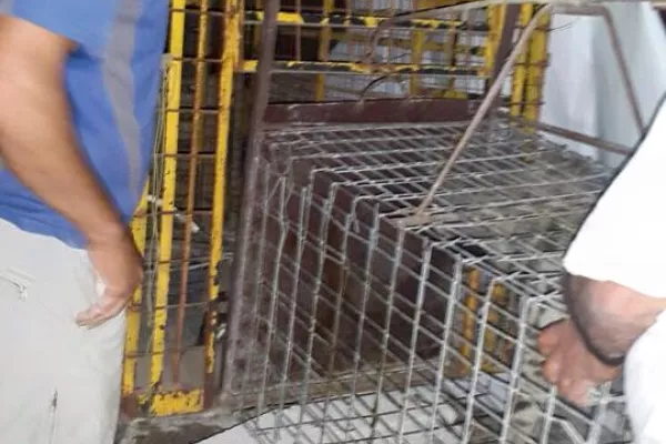 Judicial precedent in the case of the hyena “Bella.” gallery