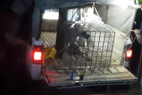 Judicial precedent in the case of the hyena “Bella.” gallery