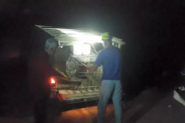 Judicial precedent in the case of the hyena “Bella.” gallery