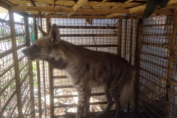 Judicial precedent in the case of the hyena “Bella.” gallery