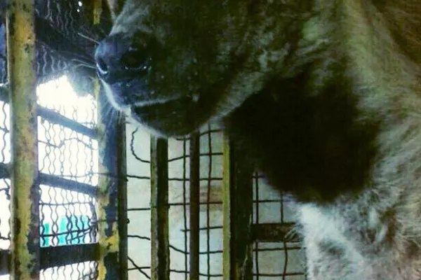 Judicial precedent in the case of the hyena “Bella.” gallery