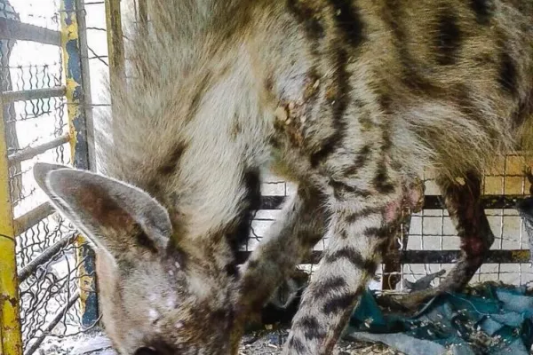 Judicial precedent in the case of the hyena “Bella.” gallery