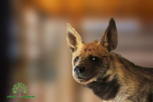 Judicial precedent in the case of the hyena “Bella.” gallery
