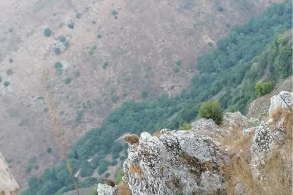 Colonies of the rock hyraceum (hyrax). gallery