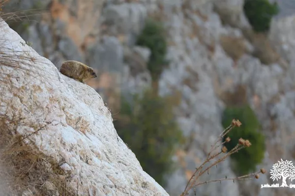 Colonies of the rock hyraceum (hyrax). gallery