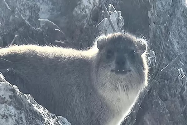 Colonies of the rock hyraceum (hyrax). gallery