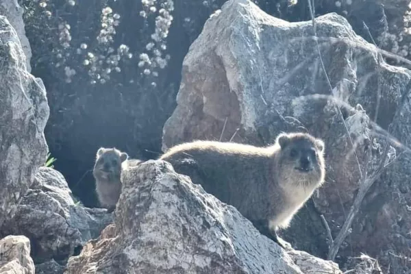 Colonies of the rock hyraceum (hyrax). gallery